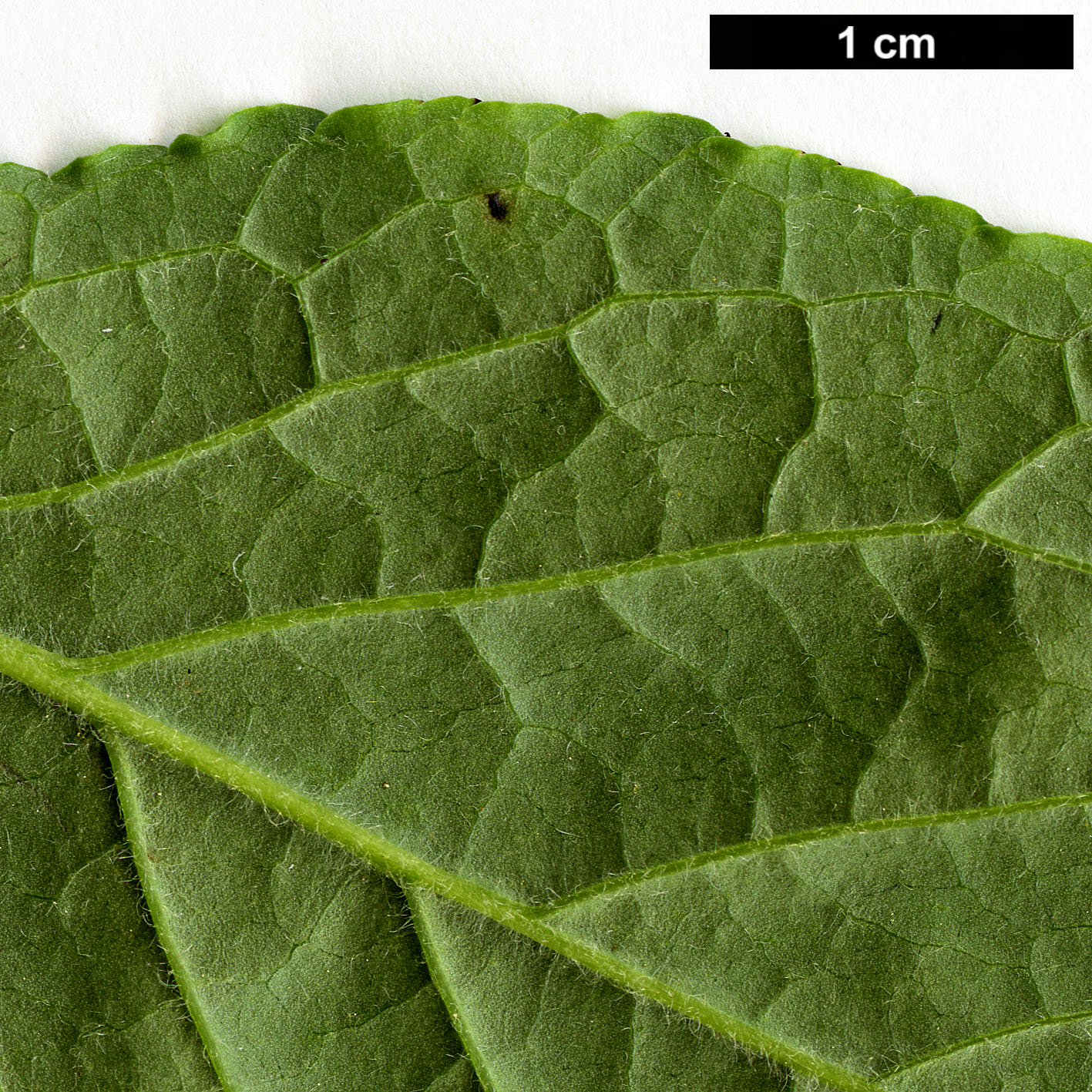High resolution image: Family: Aquifoliaceae - Genus: Ilex - Taxon: collina